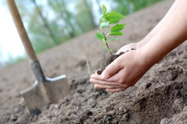 Ассоциация замещающих семей примет участие в посадке деревьев и субботнике в Рузском городском округе