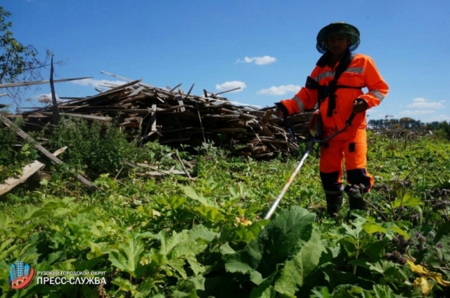 Работы по борьбе с борщевиком проведут в четырех населенных пунктах Рузского округа
