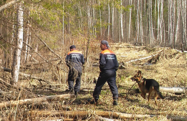 С начала 2016 года спасатели и добровольцы вывели из лесов Московской области почти 70 заблудившихся