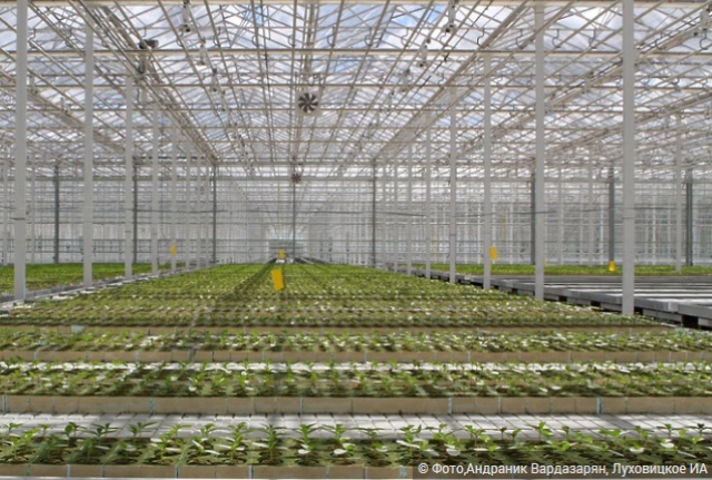 Тепличный комплекс для выращивания овощей и зелени планируют построить в Рузском районе - РИАМО