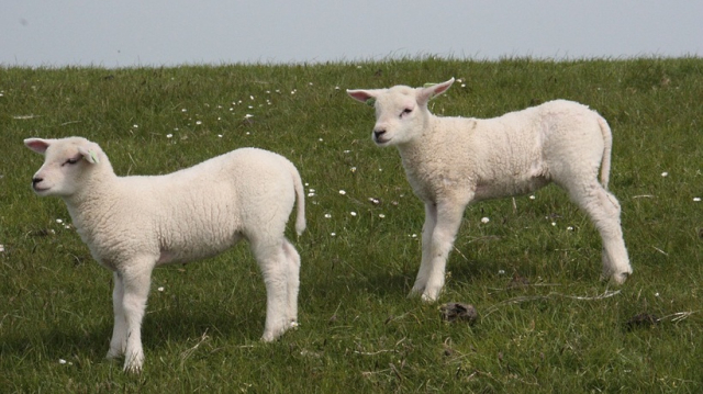 Карантин по оспе овец отменили в хозяйстве Рузского округа - РИАМО
