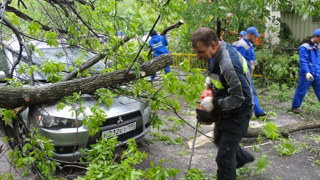 Водителей в Московской области предупредили об опасности парковки у деревьев во время урагана