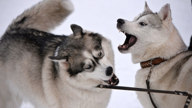 В Рузском округе можно будет покататься на собачьих упряжках - РИАМО