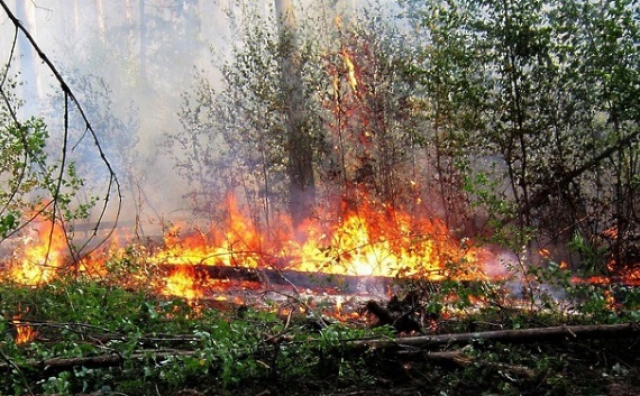 Лесные пожары угрожают почти 600 населенным пунктам в регионе в 2017 году