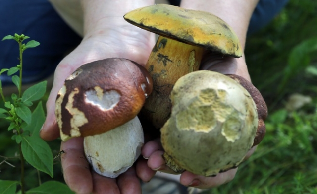 В Подмосковье первые грибы могут появиться уже к майским праздникам