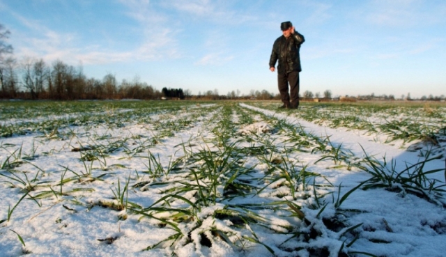 Более пяти миллионов рублей потеряли сельхозпроизводители Рузского округа из-за погоды