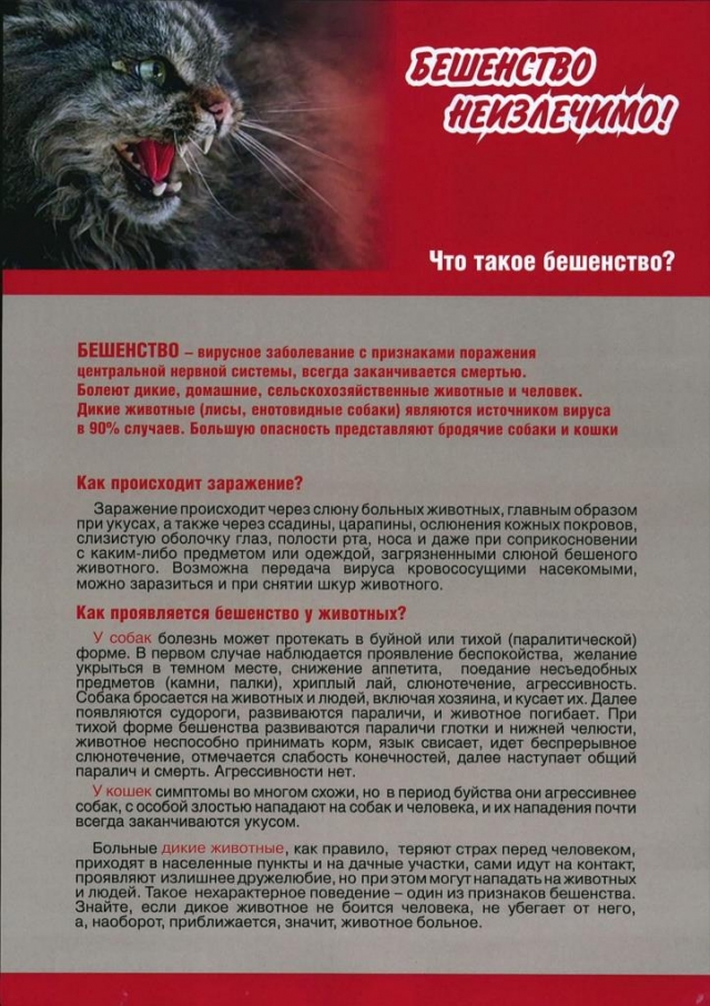 В Москве и Подмосковье резко возросло количество животных, заражённых вирусом бешенства. 