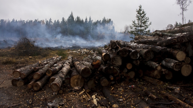 Глава Рузского округа направил в прокуратуру заявление о незаконной вырубке деревьев