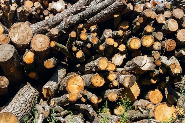  Глава Рузского округа вручил уведомление о прекращении вырубки деревьев собственнику участка