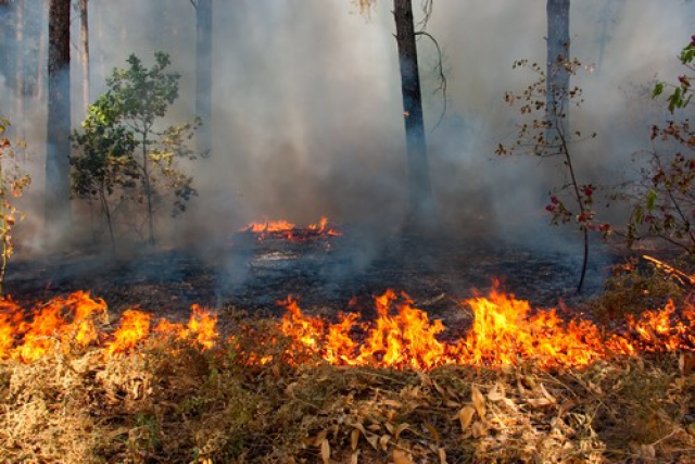 Пожароопасный сезон официально начался в Подмосковье – Мигунов