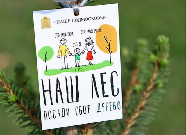 Более 36 тысяч сеянцев сосны высадят в Рузском городском округе в рамках акции «Наш лес. Посади свое дерево»