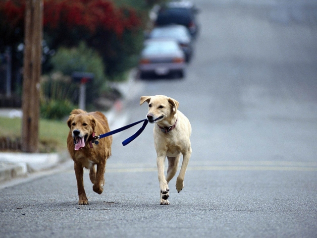 Около 100 собаководов Подмосковья оштрафованы за нарушение правил выгула