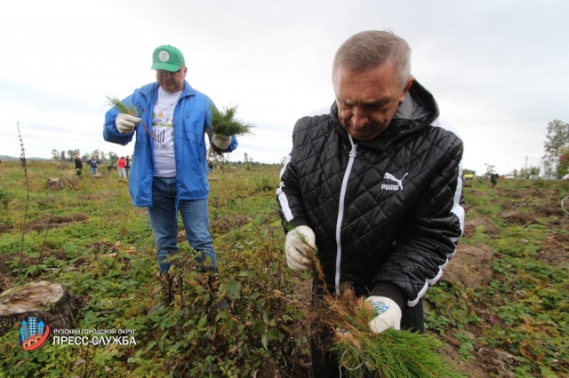 Более 50 тысяч деревьев высадили в Рузском городском округе в 2017 году