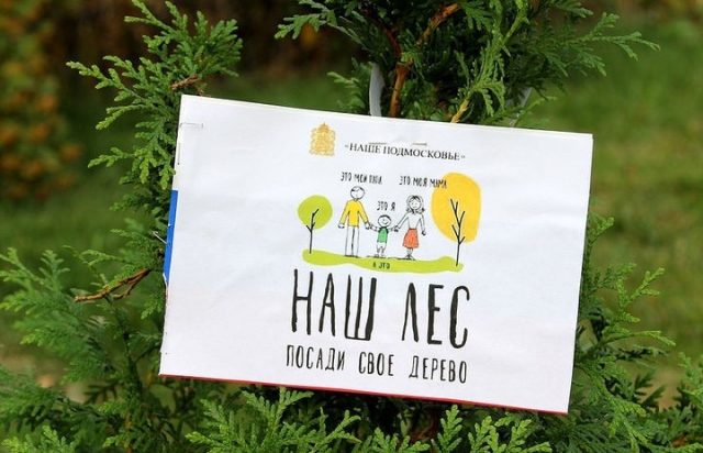 Более 50 тыс. саженцев деревьев высадили в Рузском городском округе с начала года