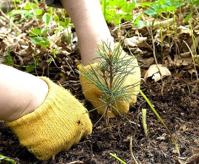 Более 50 тысяч деревьев высадили в Рузском округе в 2017 году