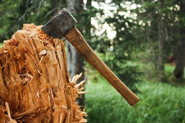 Жителям Рузского городского округа предлагают упростить оформление документов на использование неликвидной древесины