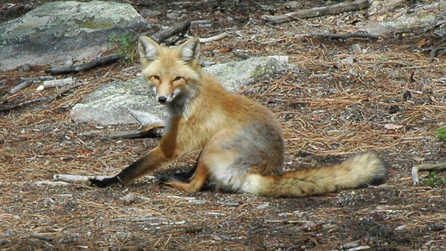 Карантин по бешенству животных могут ввести в Рузском округе из‑за больной лисицы