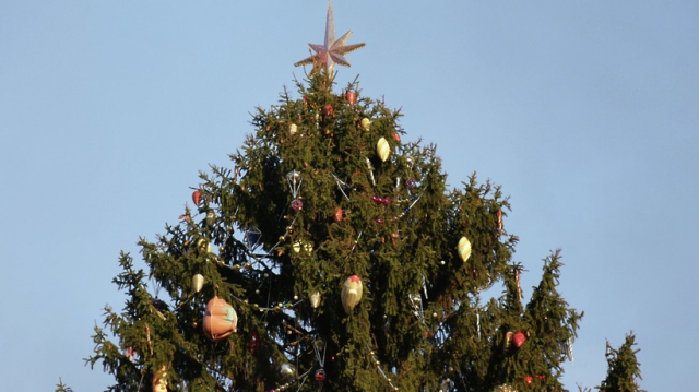 Главную новогоднюю ель установили в Рузском округе