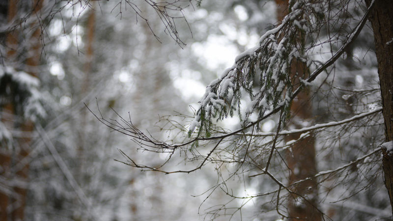 Равномерное таяние снега в Московской области может поспособствовать хорошему урожаю