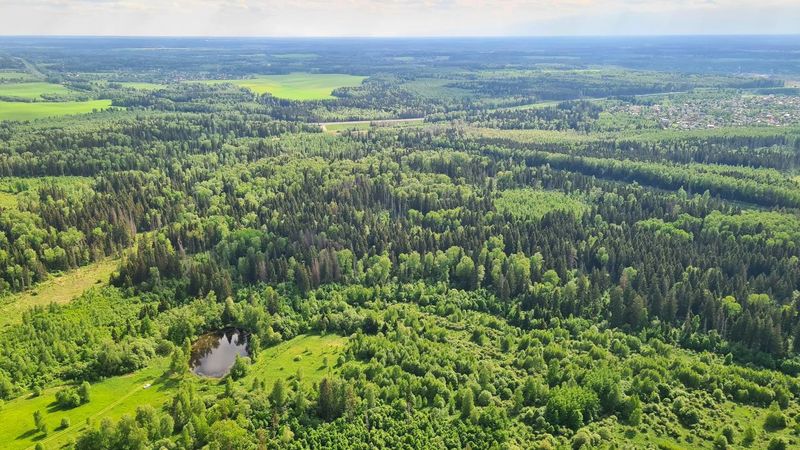 Свыше 3,7 тысячи гектаров лесного фонда будет благоустроено в Подмосковье