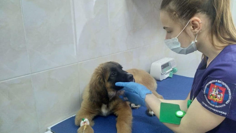 В Московской области теперь можно записаться к ветеринару дистанционно