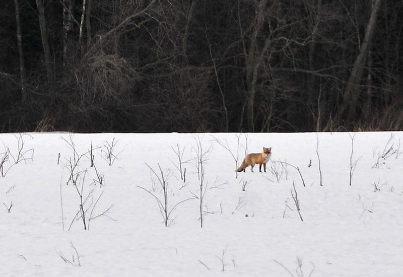 В Хомьяново обнаружен труп лисицы