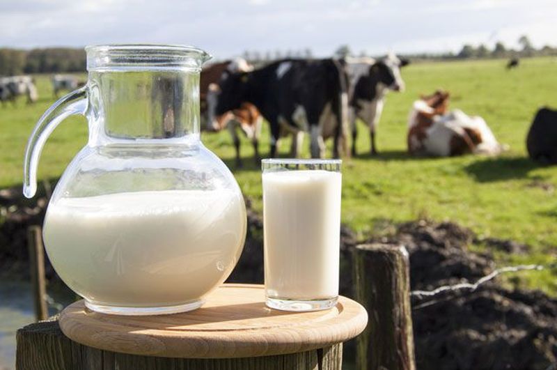 Внимание фермерам, производящим молочную продукцию! Продлили сроки подачи заявок по программам поддержки