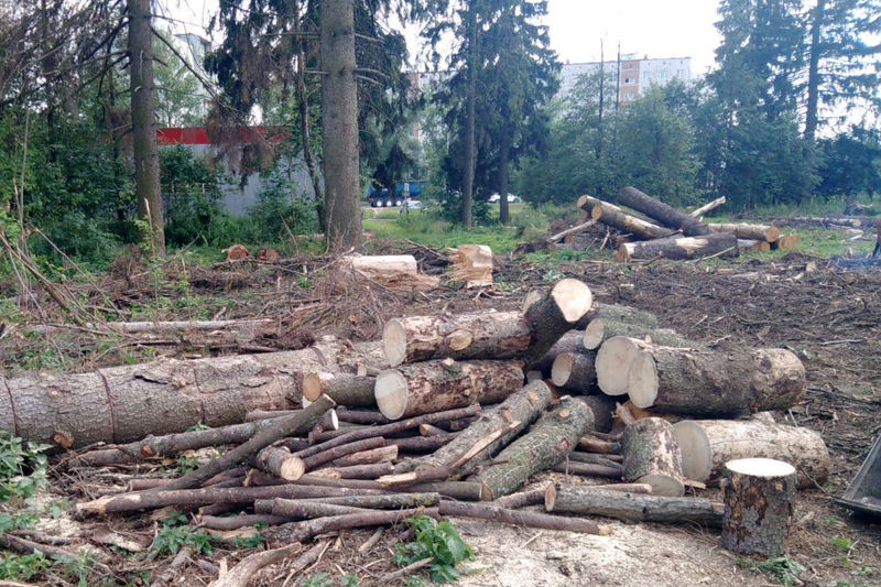  В Рузском округе проводят опиловку деревьев