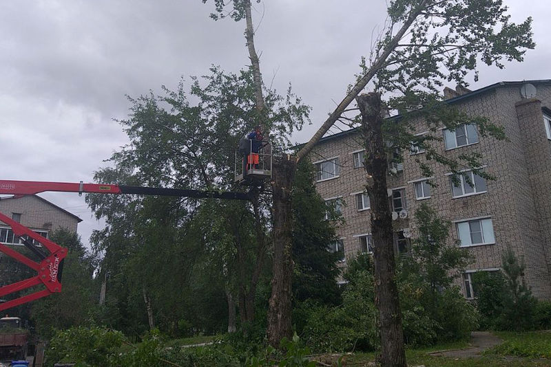 В Рузском округе кронируют деревья 