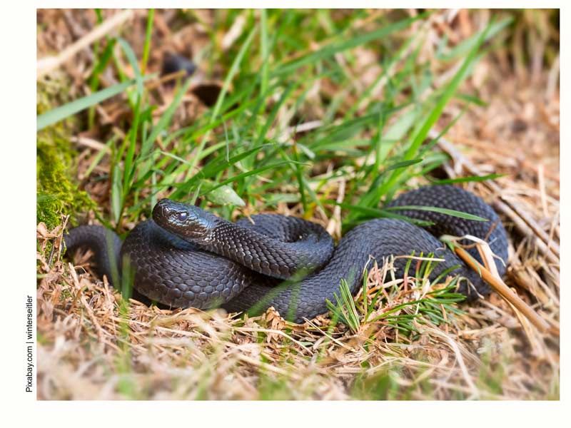 Змеи снова развили активность в подмосковных лесах 