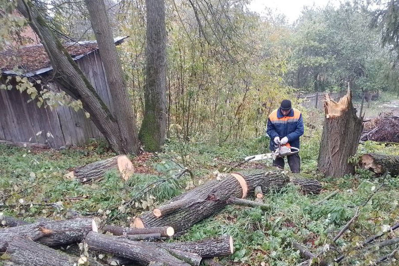 В Рузском округе продолжается кронирование деревьев