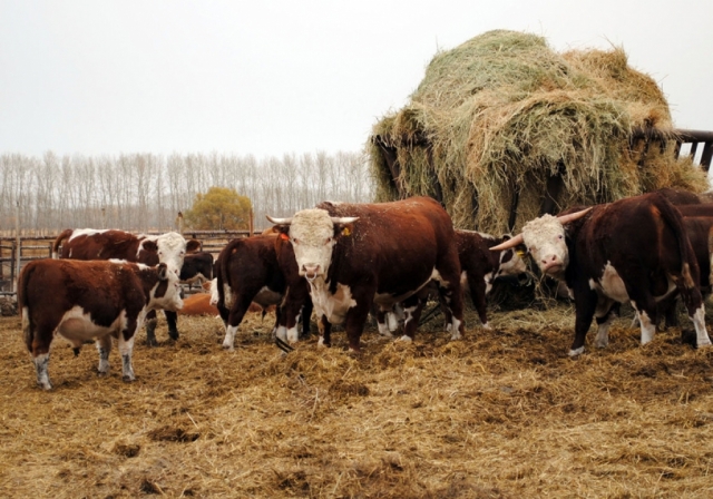 В Рузском округе появились четыре новых фермерских хозяйства