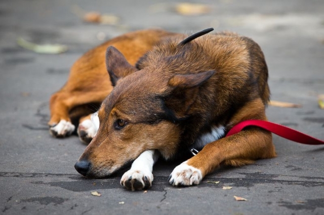 В Рузском округе отловили 57 бездомных собак с начала года