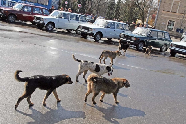 Губернатор Подмосковья попросил обратить особое внимание на проблему бездомных собак