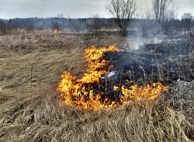 В Московской области поджигателей травы будут ловить с помощью мобильного приложения