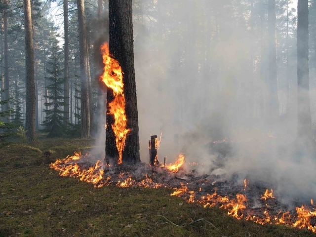 Особый противопожарный режим введен в Московской области с 1 мая