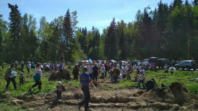 Более семи тысяч деревьев высадили в Рузском городском округе в рамках акции «Лес Победы»