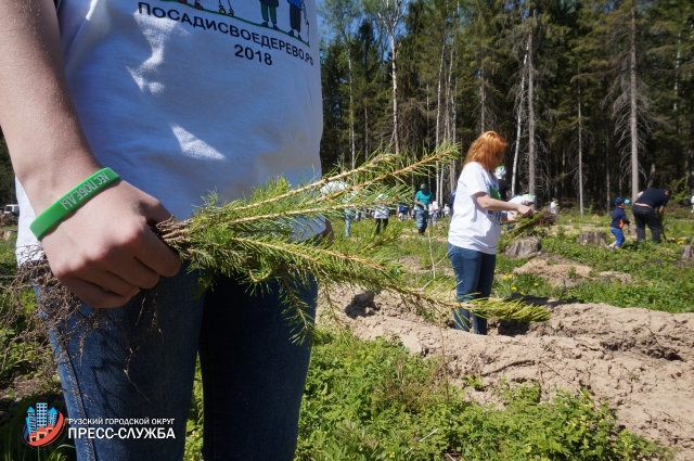 Более семи тысяч деревьев высадили в Рузском городском округе в рамках акции «Лес Победы»