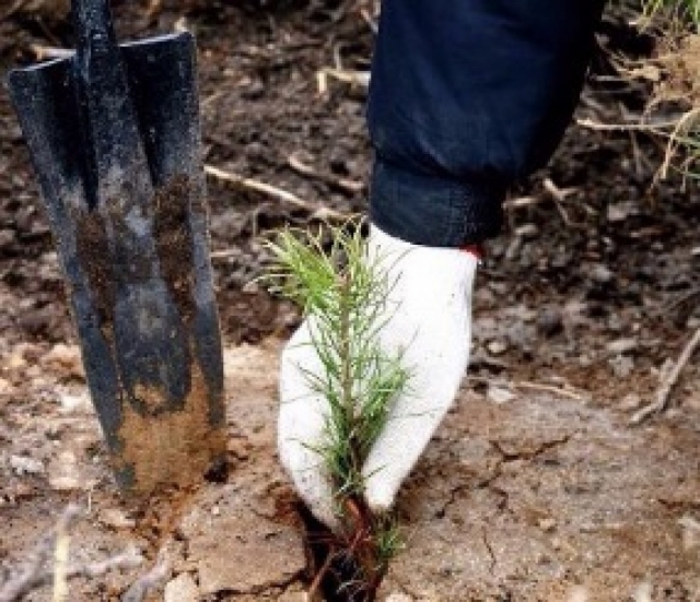 Более семи тысяч деревьев планируют высадить в Рузском округе в рамках акции «Лес Победы»