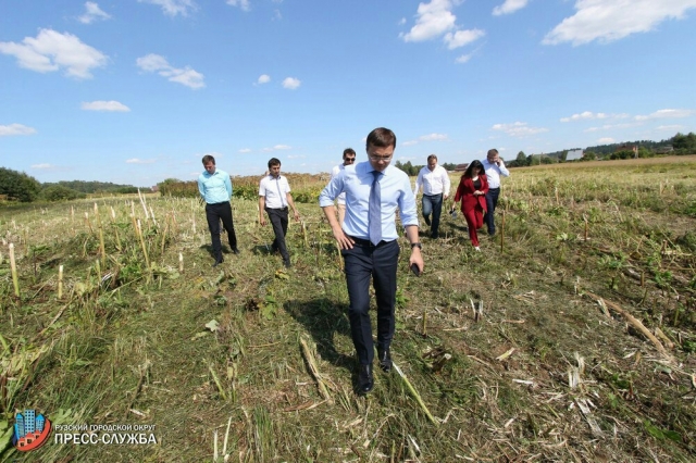 Борщевик в Рузском городском округе подлежит уничтожению на территории более 4 тысяч гектаров