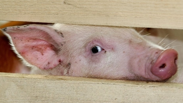 Очаг африканской чумы свиней зафиксирован в Рузском городском округе