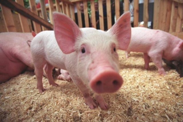 В Рузском округе после выявления очага африканской чумы свиней проводят обходы