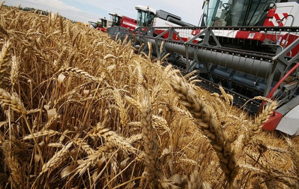 Современная урожайность. Растениеводство. Растениеводство зерновые. Зерновые сельскохозяйственные культуры. Возделывание пшеницы.
