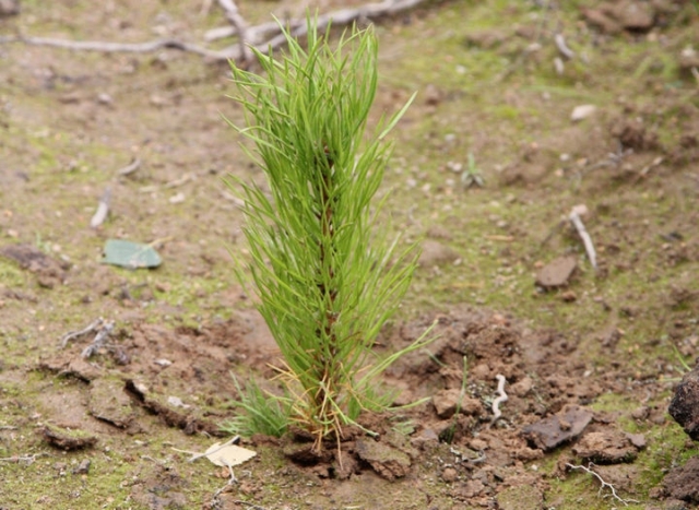 Почти 6 гектаров леса высадят в Рузском округе в рамках акции «Наш лес. Посади свое дерево»