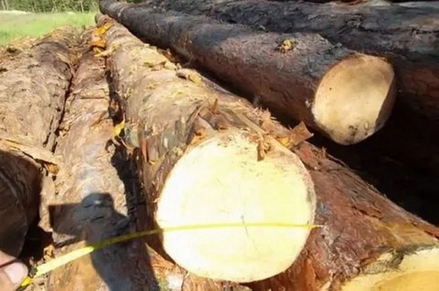 В Рузском округе пресечена незаконная вырубка леса