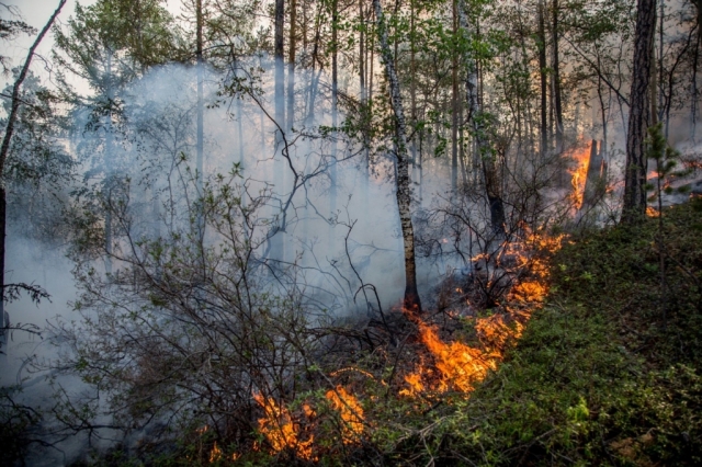 В 2018 году средняя площадь природных пожаров сократилась более чем вдвое в Подмосковье
