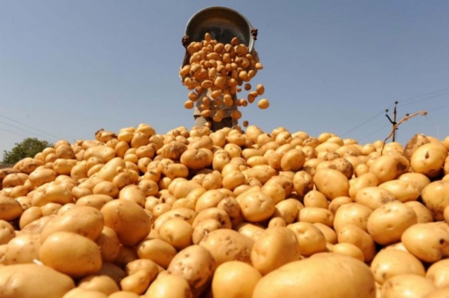 Полторы тысяч тонн картофеля собрано в Рузском округе