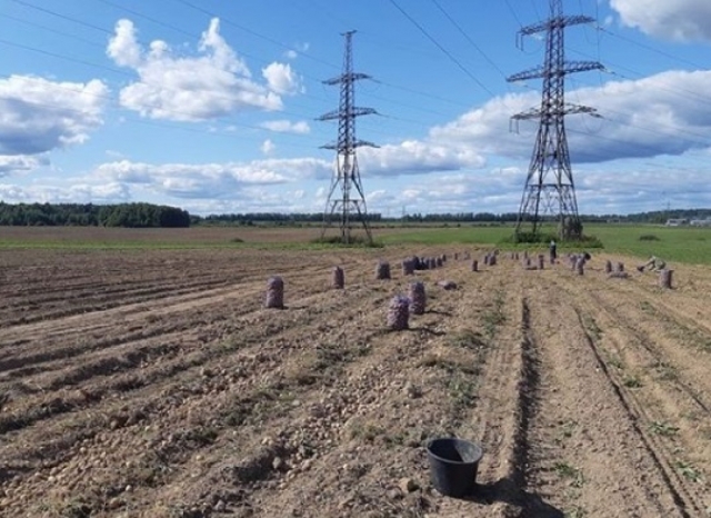 Более 1,5 тысяч тонн картофеля собрано в Рузском округе