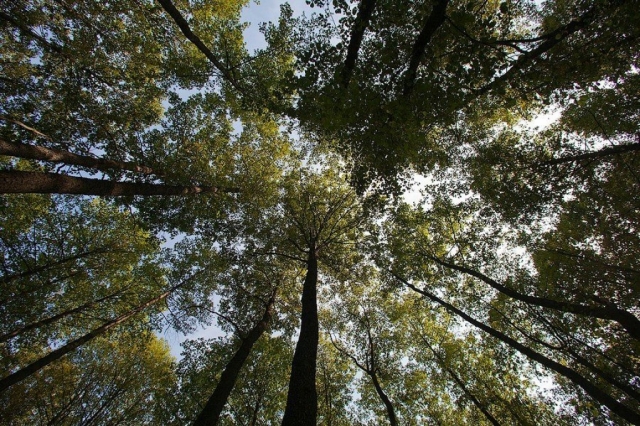 Реализация федерального закона о лесной амнистии в Подмосковье