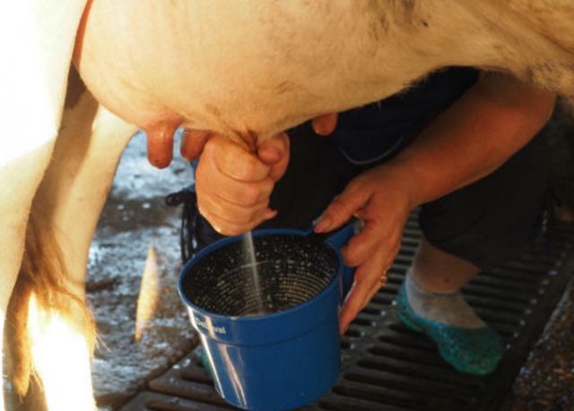 Доить корову научат на фестивале «Молочная река» в Рузе - Подмосковье сегодня